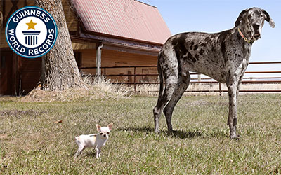Tallest and smallest dogs meet